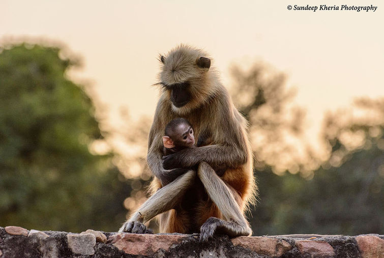 Monkey at Ranthambore Park