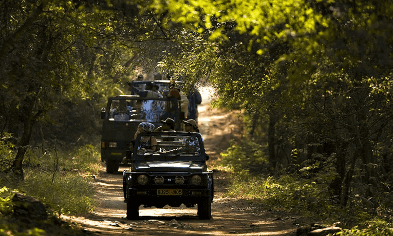 Safari in Ranthambore