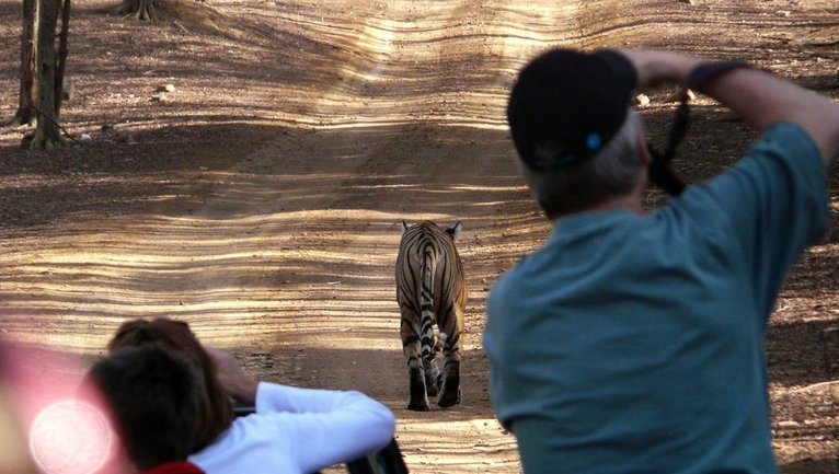 best photography ranthambore