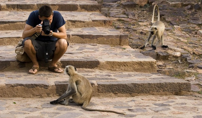 capturing monkeys photos ranthambore