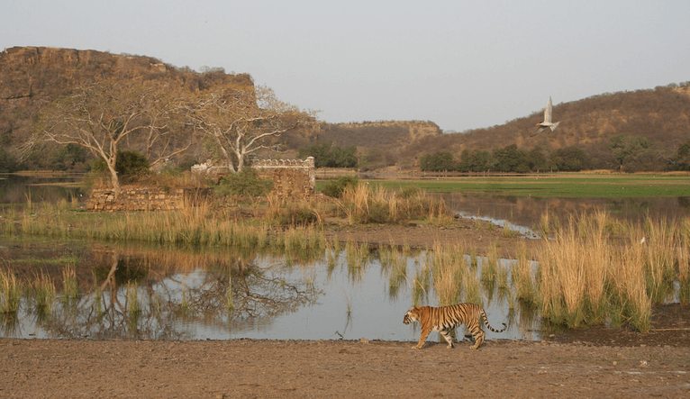 ranthambore tiger sighting