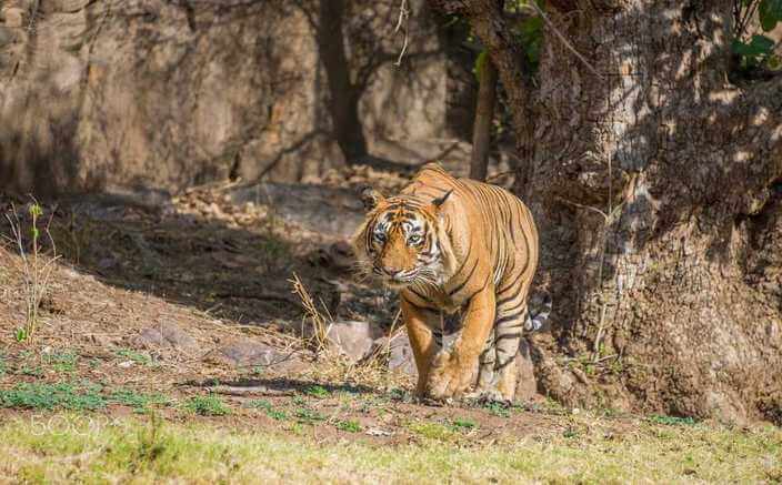 Ustad (T-24) in Ranthambore