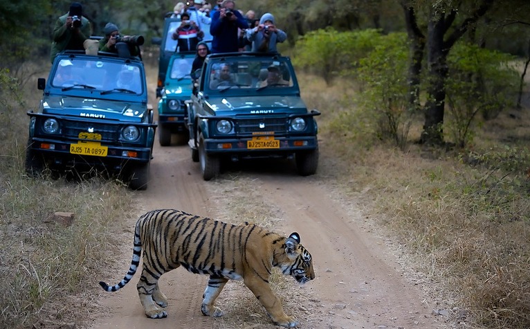 wildlife photography in ranthambore