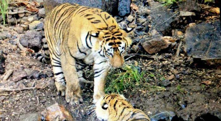 Fight Between Two Tigers in Ranthaambore