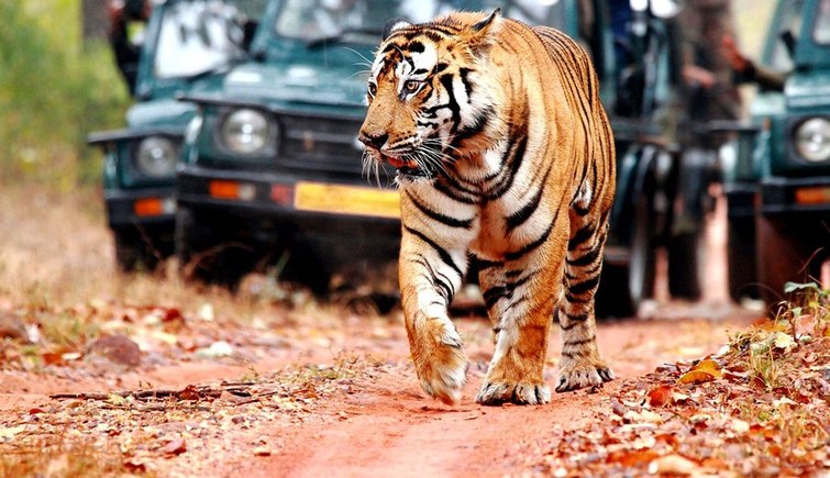 Tiger in Ranthambore National Park