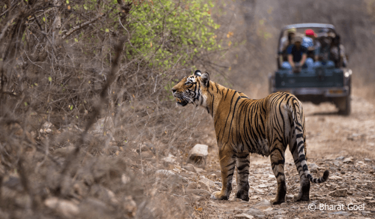 Ranthambore Tiger Safari