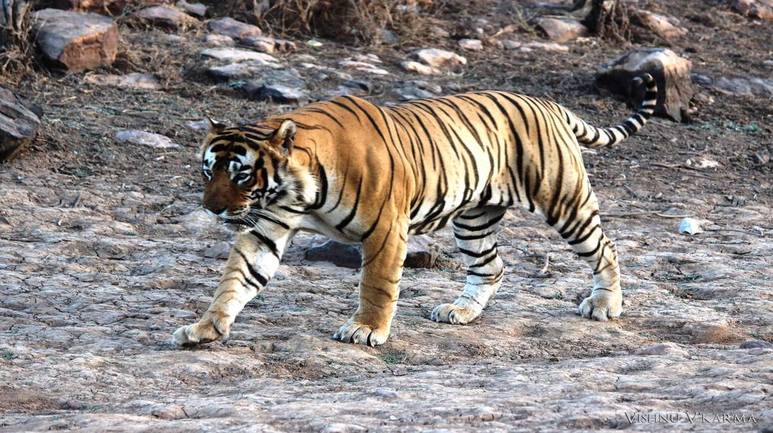 T-42 Fateh Ranthambore