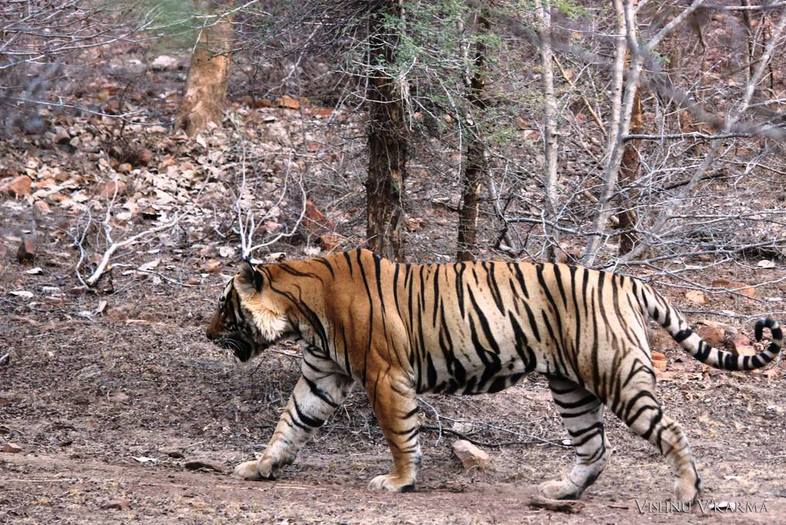 T-42 Fateh Ranthambore