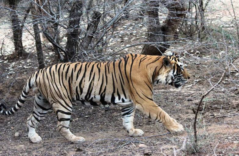 T-42 Fateh Ranthambore