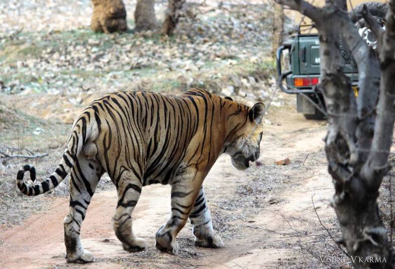 T-42 Fateh Ranthambore