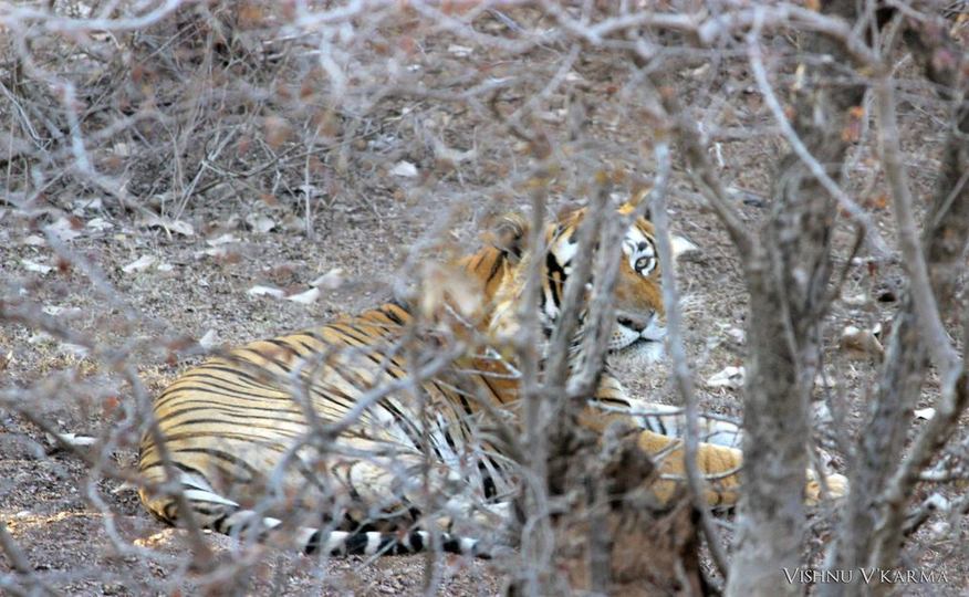 T-42 Fateh Ranthambore