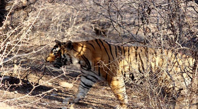 T-42 Fateh Ranthambore