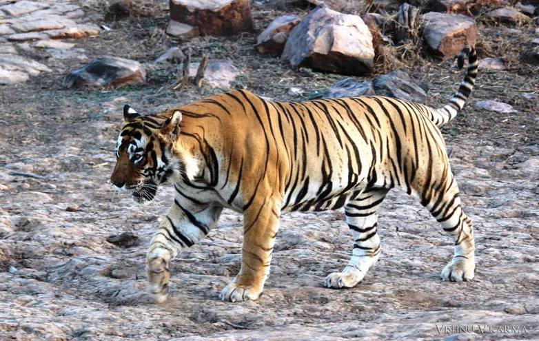 T-42 Fateh Ranthambore