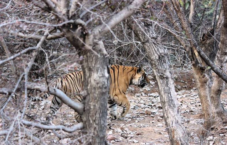 T-42 Fateh Ranthambore