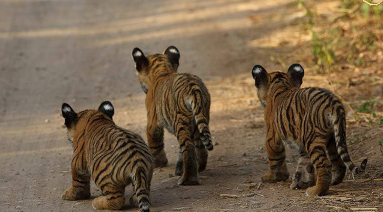 Tiger cubs Ranthambore