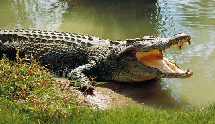 Crocodile Conservation Project