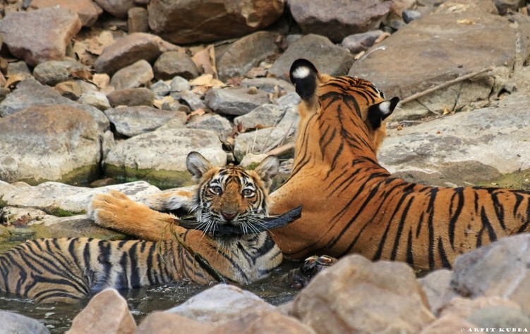 Cubs of Noor