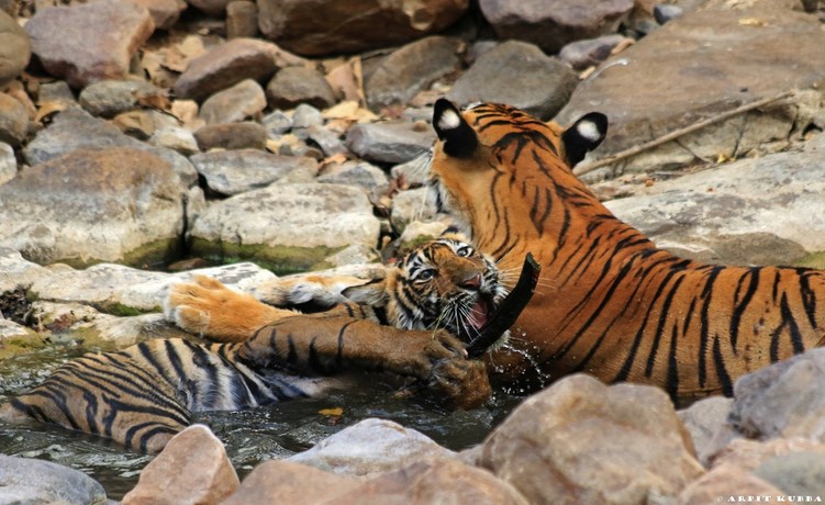 Cubs of Noor