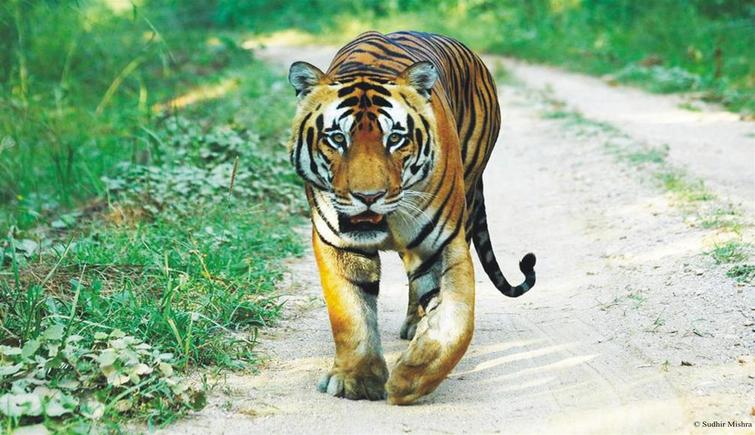 Wildlife Conservation Initiatives by Indian Government
