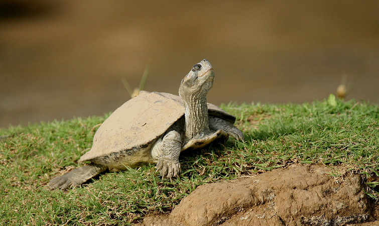 UNDP Sea Turtle Project