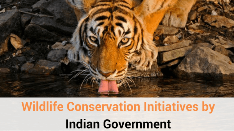 phd in wildlife conservation india