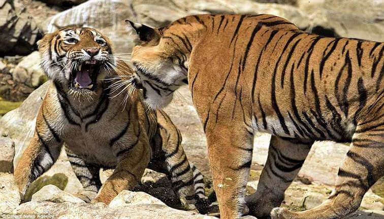 Ranthambore Tiger Fight