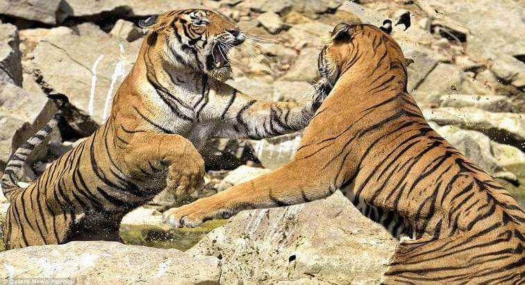 Ranthambore Tiger Fight