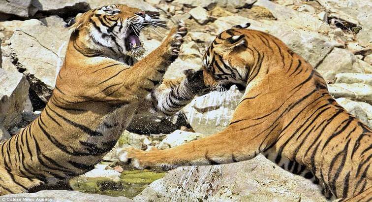 Ranthambore Tiger Fight