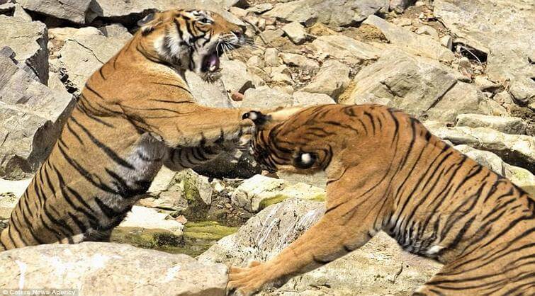 Ranthambore Tiger Fight