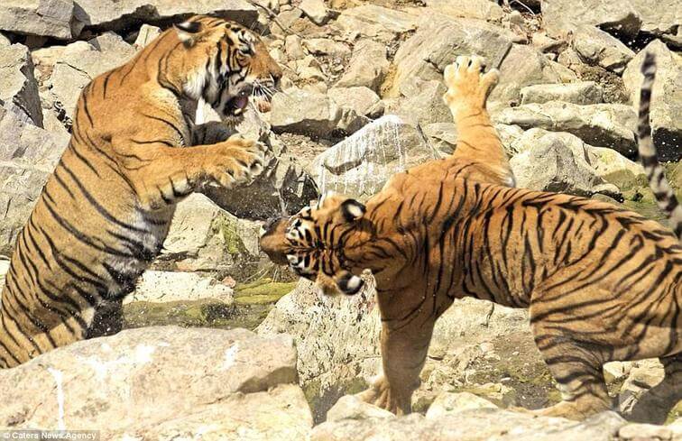 Do Tigers also fight for their territories? Siberian tigers are fighting with each other