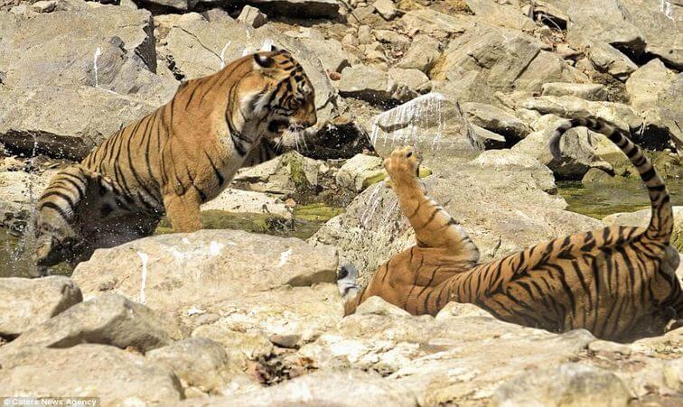 Ranthambore Tiger Fight