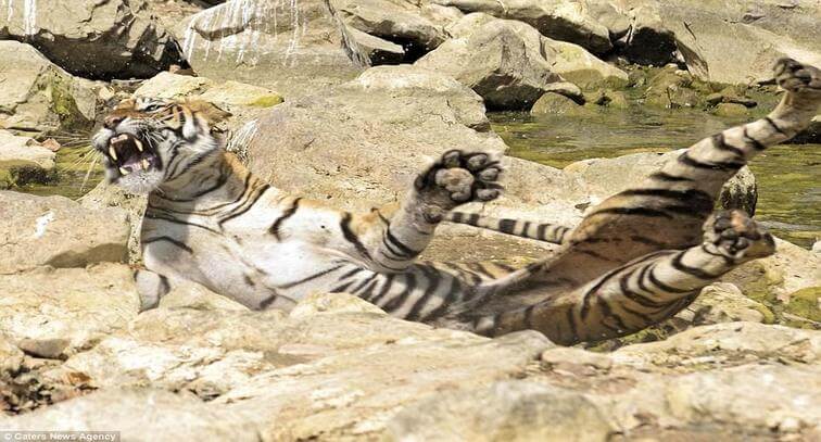 Ranthambore Tiger Fight