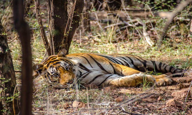 T-91 Mirza Tiger Ranthambore