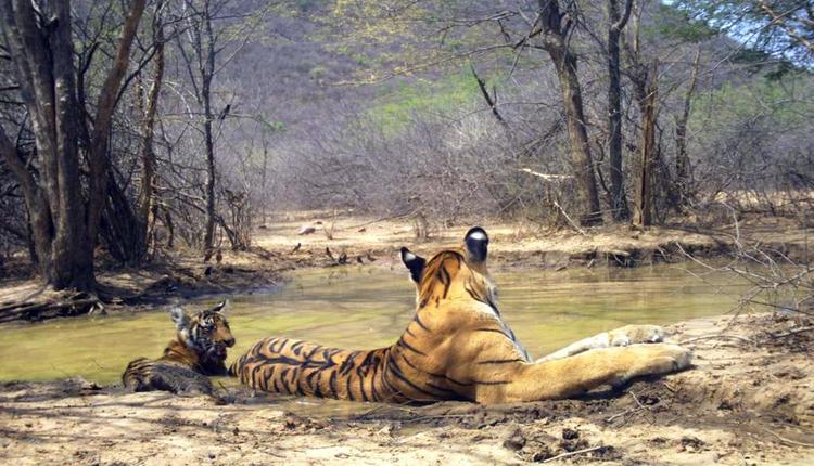 Tigress T-69 with her New Born Cub