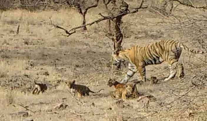 Tigress T-19 (Krishna) with 4 Cubs