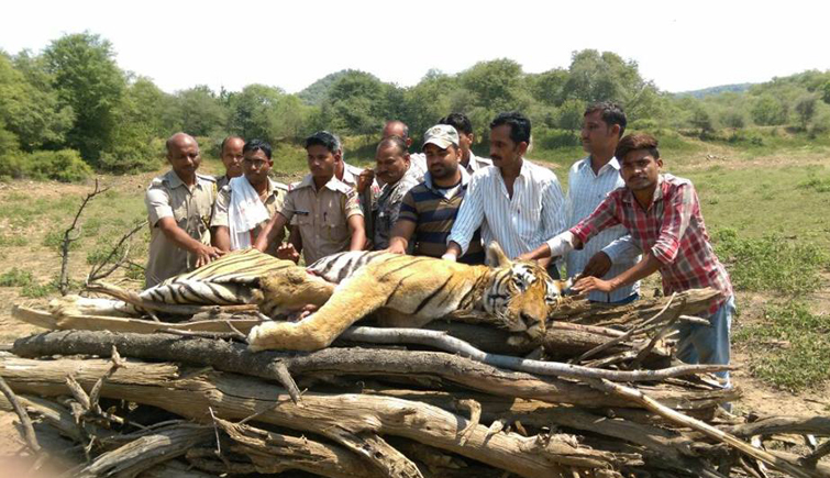 Died Tiger T-33 Hamir of Ranthambore National Park