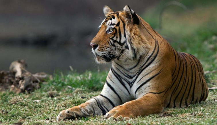 T-33 (Hamir) at Ranthambore