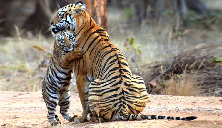 Tigress-with-Cub