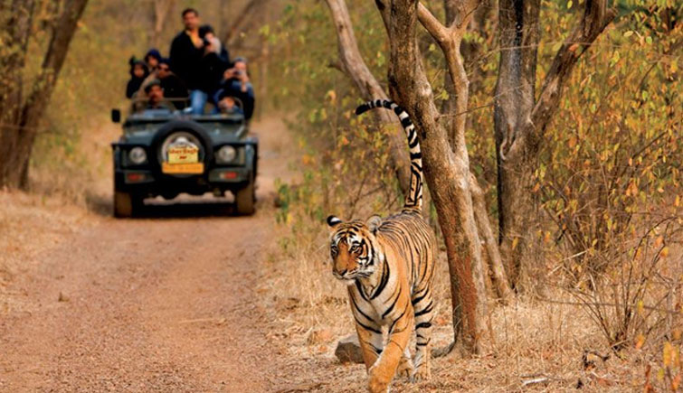 Tiger Safari in RNP