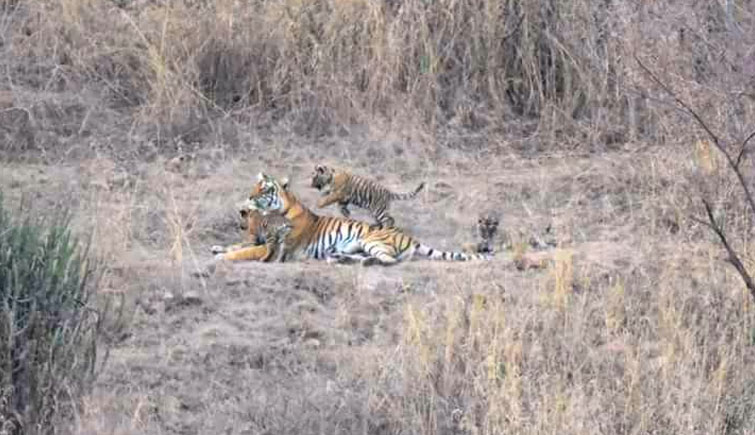 Tigress T-8 with three cubs