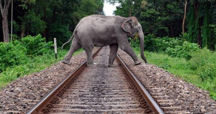 Accidents on Highway and Railway Track