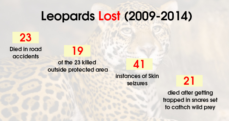 Leopards Lost in between 2009 2014