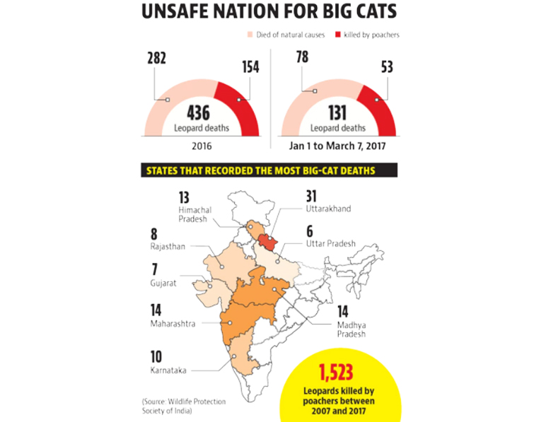 Nation Unsafe for Big Cats