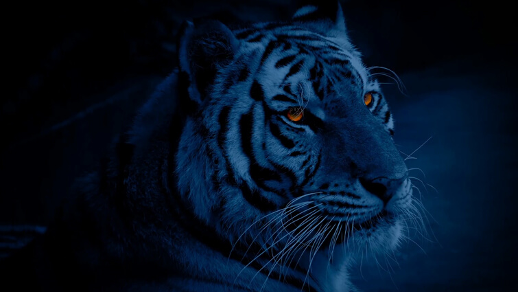 Nocturnal Tigers