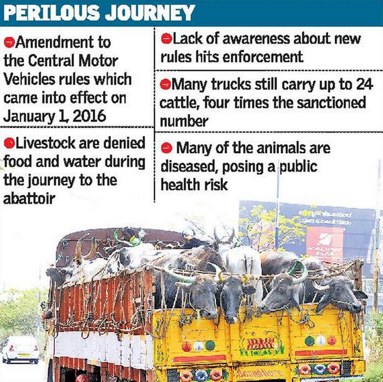 Ongoing animals injured and death cases during livestock transport accidents in India