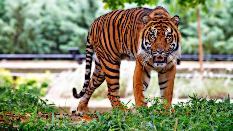 Humble Tiger