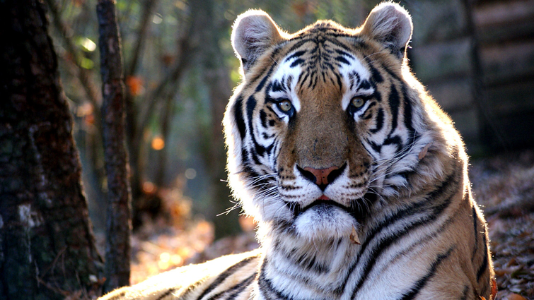 20 Amazing Facts About Tiger You Never Knew