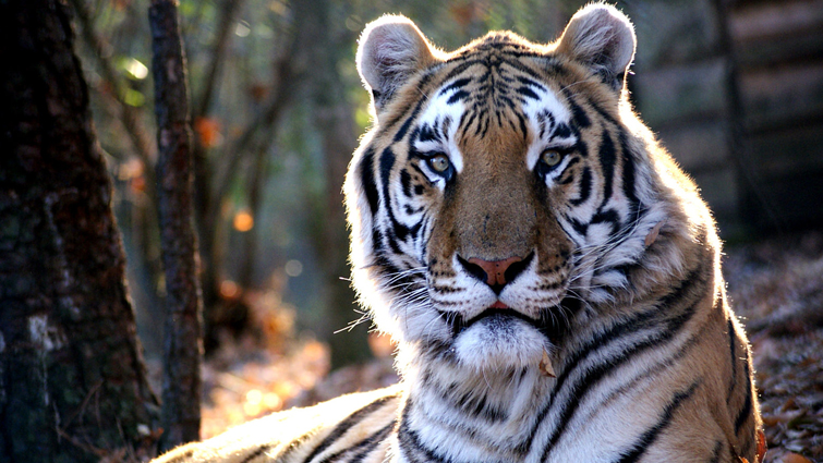 Solitary Tiger