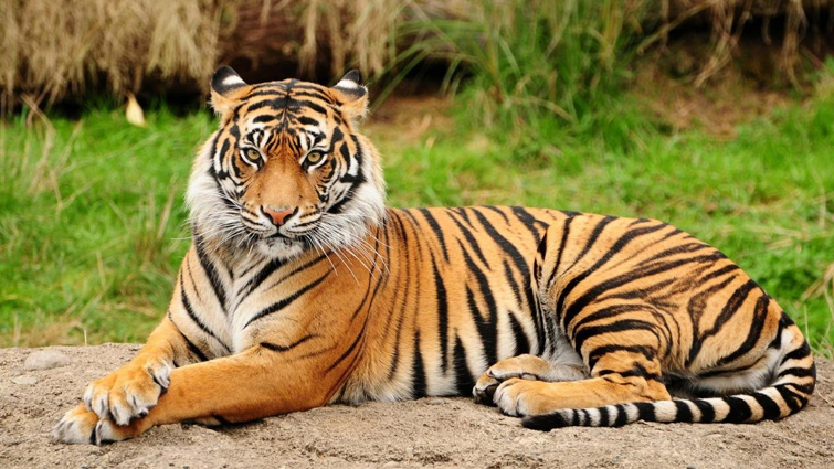 Stripes on Tiger's Body