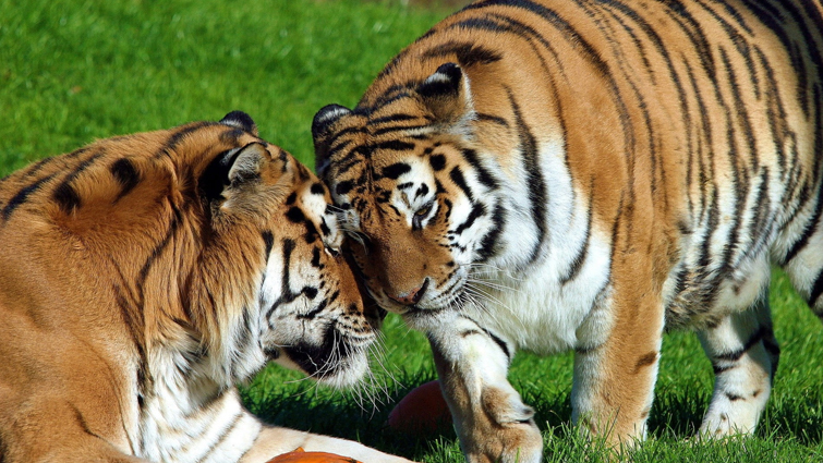 Tiger Mating